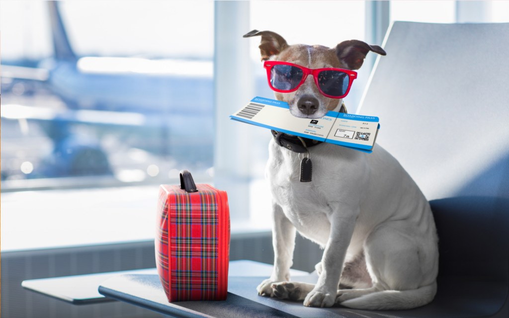 Ensuring a Smooth Transition: Key Requirements for Pet Relocation from the US to Dubai